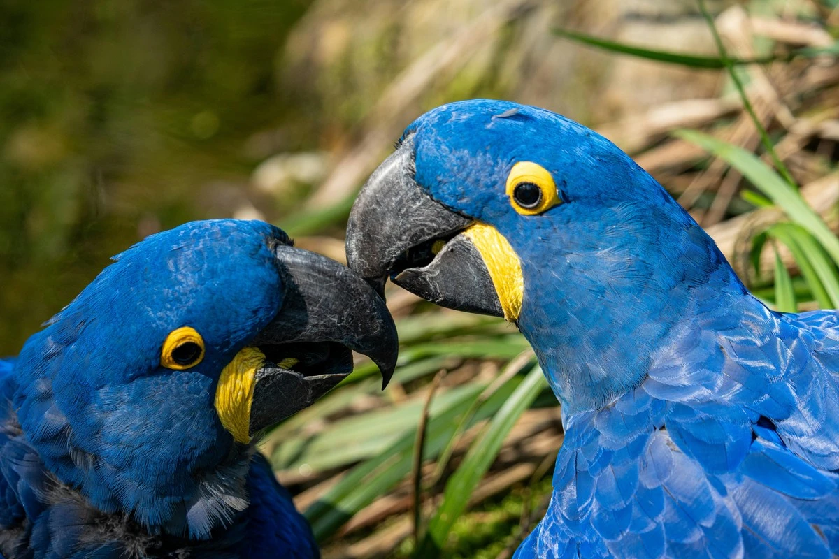 La ararinha-azul, creída extinta por 30 años, regresa a nuestros balcones gracias a la reforestación - image 1