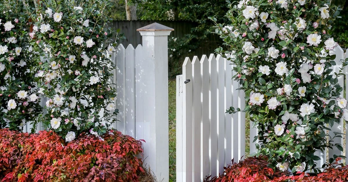 La camelia: el árbol elegante que transforma terrazas pequeñas en oasis verdes - image 1