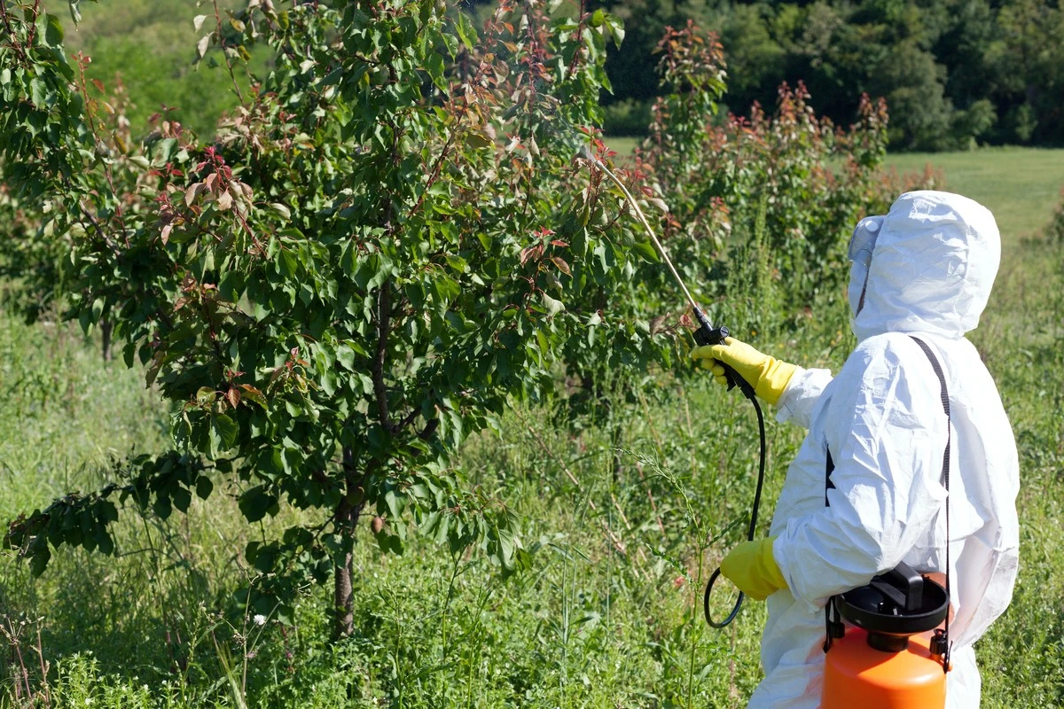La efectiva solución casera para proteger tus árboles frutales antes de la brotación - image 1