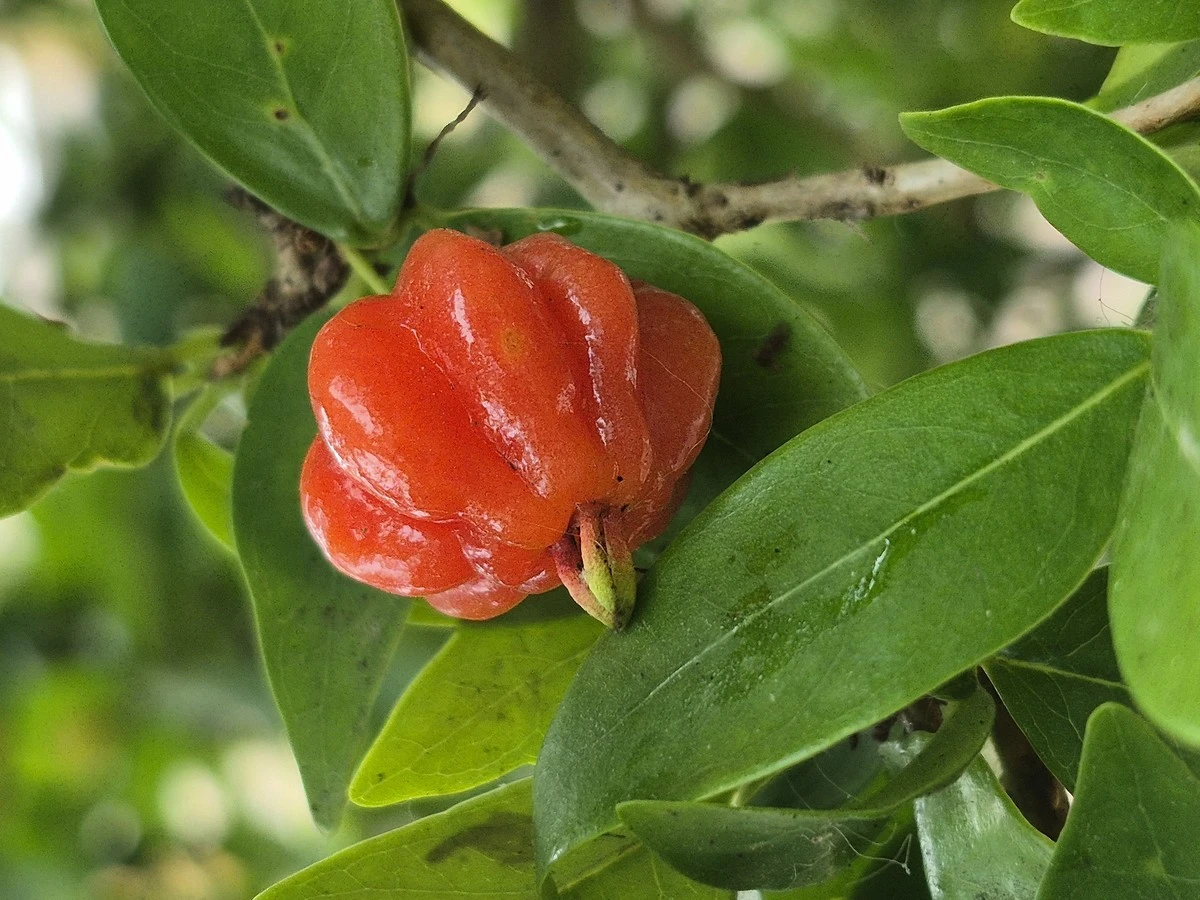La fruta que te recordaba a tu infancia, ahora cultivada en macetas para tu balcón - image 1