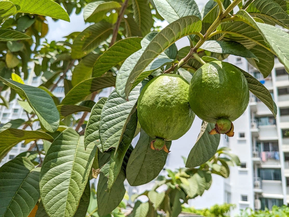 La guava: tu árbol de jardín que da frutos dulces y florece dos veces al año - image 1