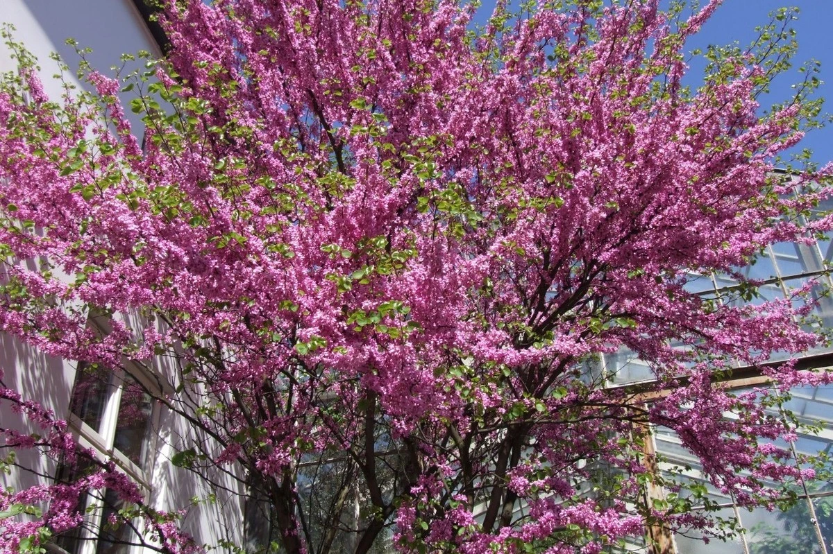 La Lagerstroemia: El árbol urbano que florece sin ensuciar y protege tu pavimento - image 1