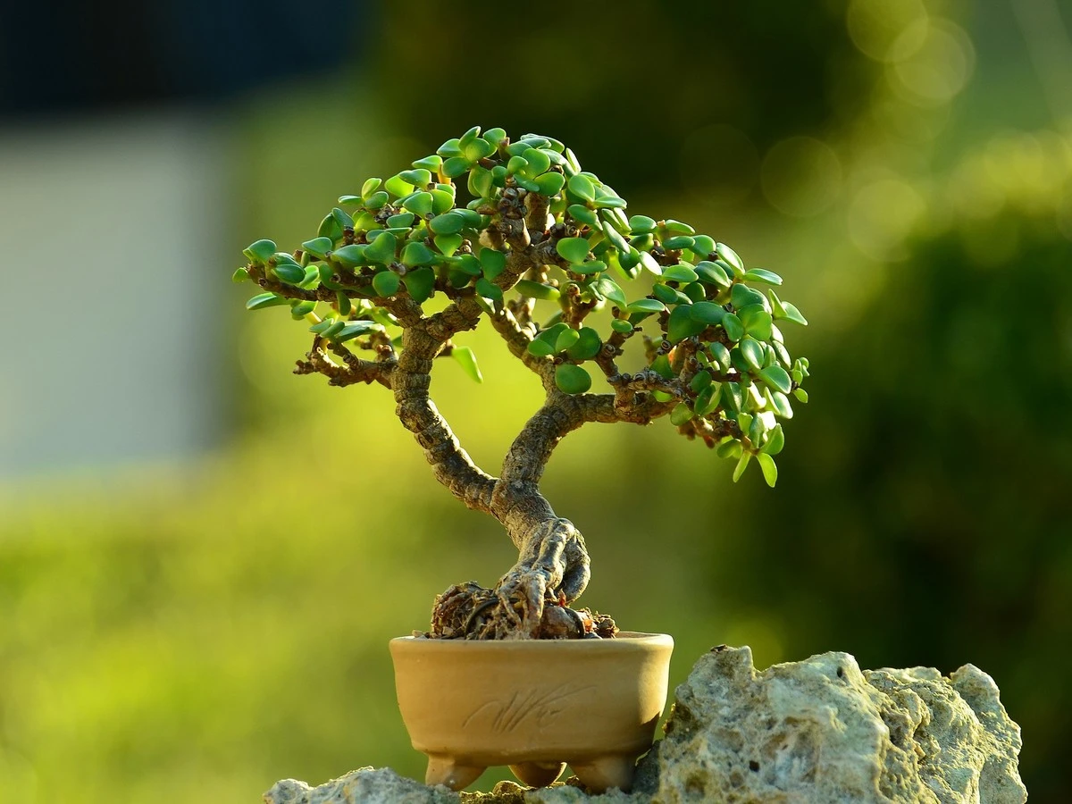 La planta jade en tu entrada: el secreto para atraer prosperidad y evitar el tronco podrido - image 1