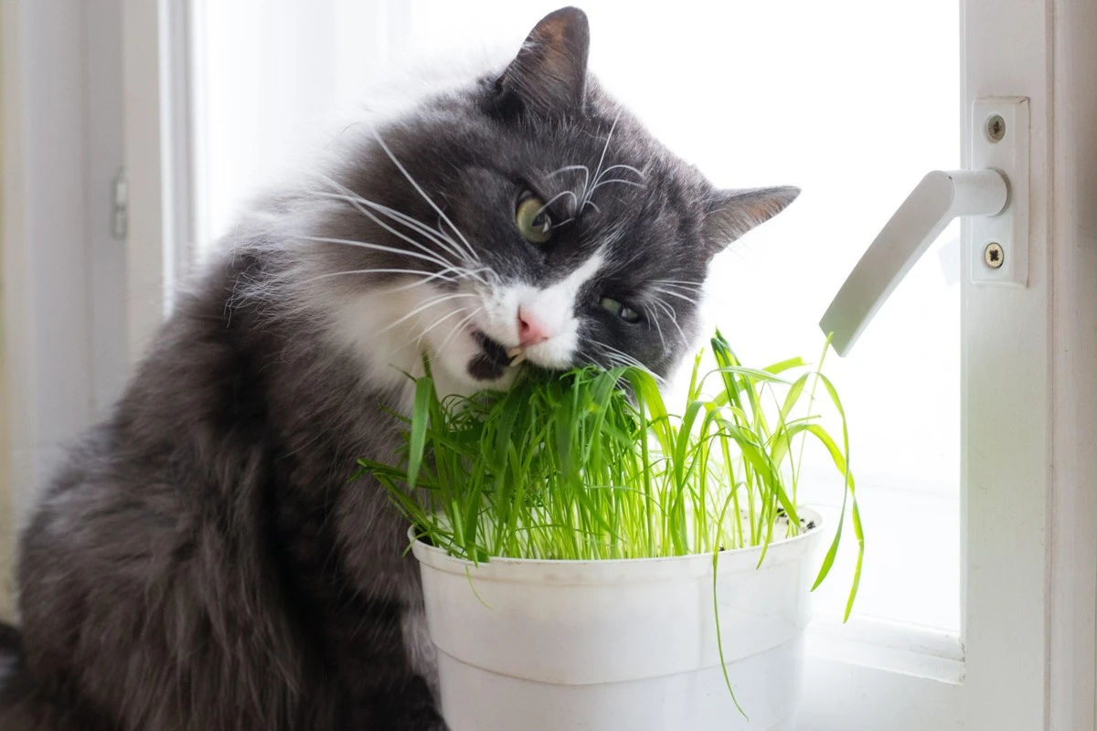 La planta mágica que tu gato amará y salvará tus muebles - image 1