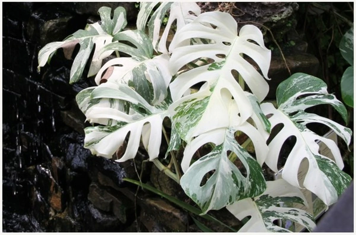 La planta más cara del mundo: ¿Cuánto cuesta realmente esta joya de la naturaleza? - image 1