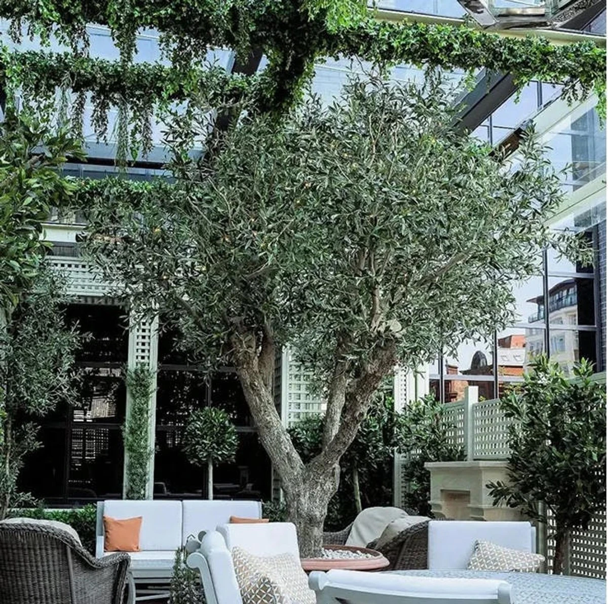 La planta que atrae prosperidad: cultiva la olivera en casa y el jardín - image 1