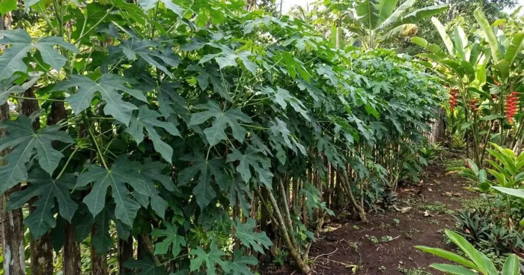 La planta secreta que se cultiva junto a tu valla: dulce, una sola plantación, cosecha anual y un sabor peculiar que arrasa.
