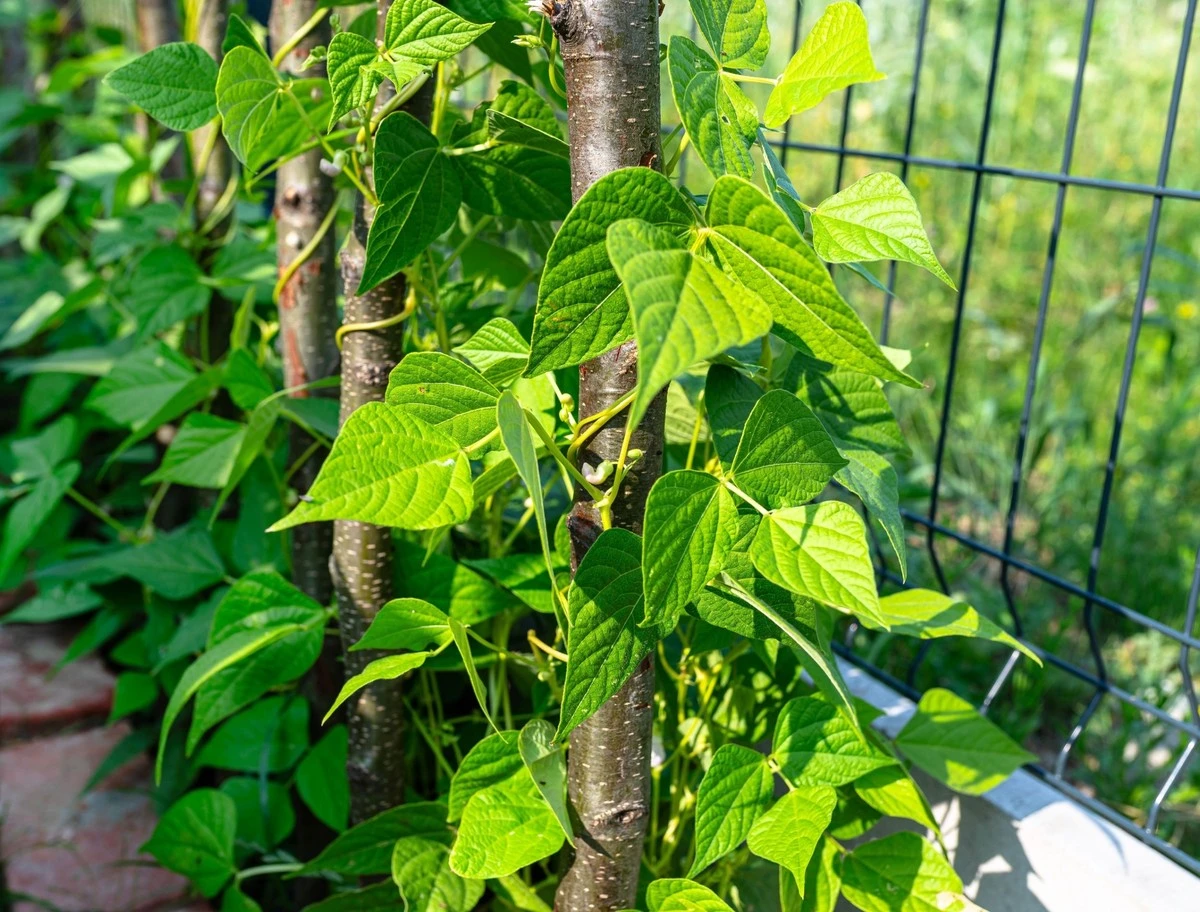 La planta secreta que se cultiva junto a tu valla: dulce, una sola plantación, cosecha anual y un sabor peculiar que arrasa. - image 1