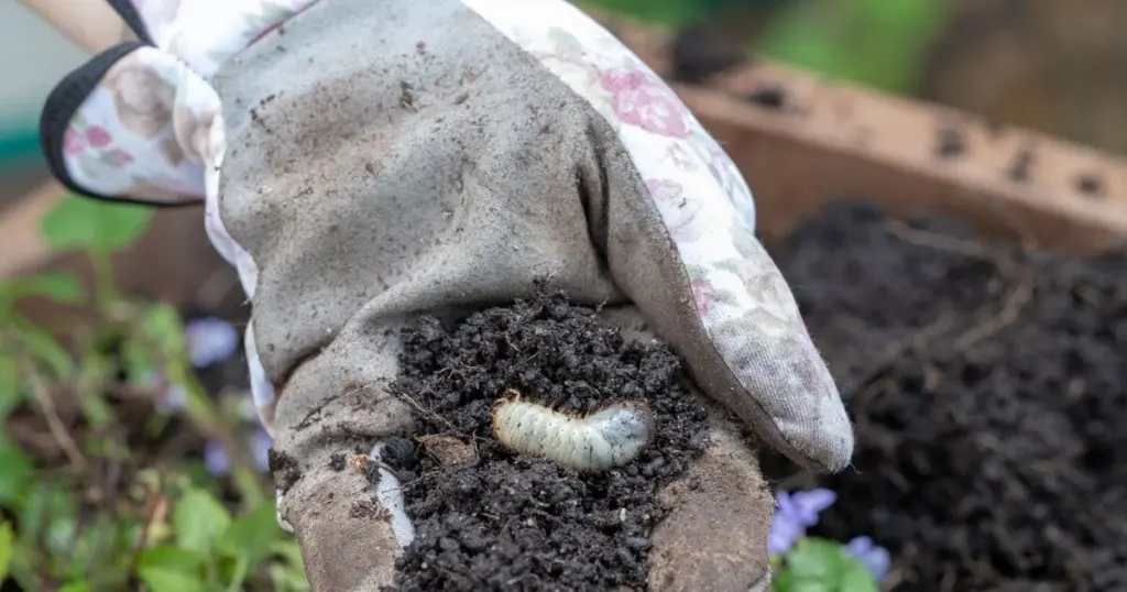 Larva (Engerlinge) en tus macetas: elimínala hoy con café y Nematoda