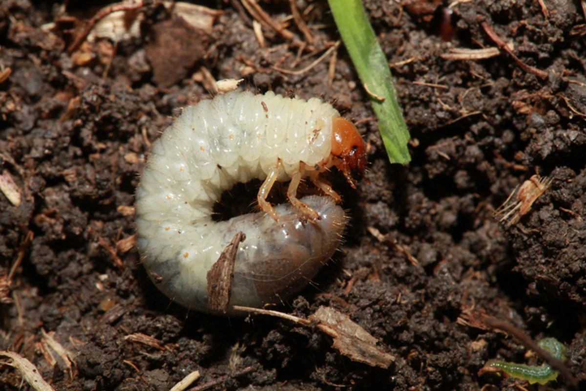 Larva (Engerlinge) en tus macetas: elimínala hoy con café y Nematoda - image 1