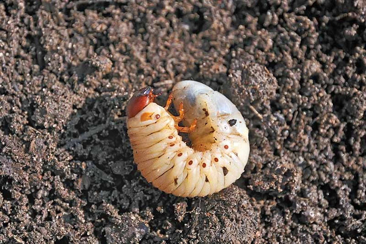 Larvas blancas en tus macetas: elimínalas con el Nematodo (Heterorhabditis bacteriophora) - image 1