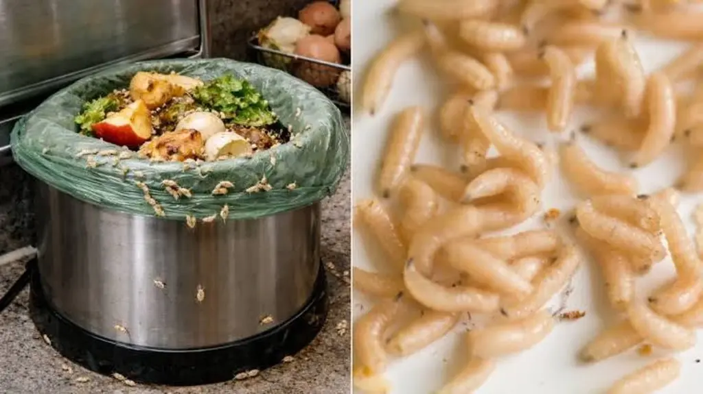 Larvas de mosca en la cocina: el truco infalible para eliminarlas en 7 días