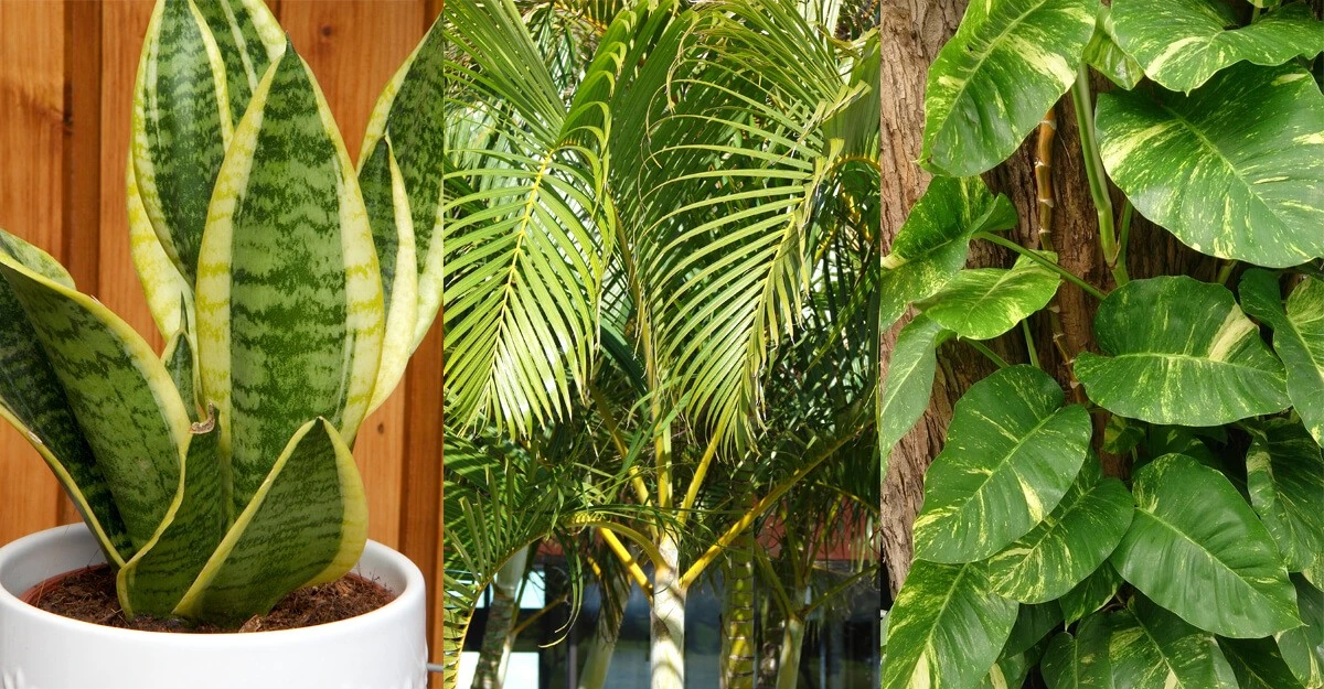 Las 5 plantas que la NASA eligió como las mejores para tener dentro de casa - image 1
