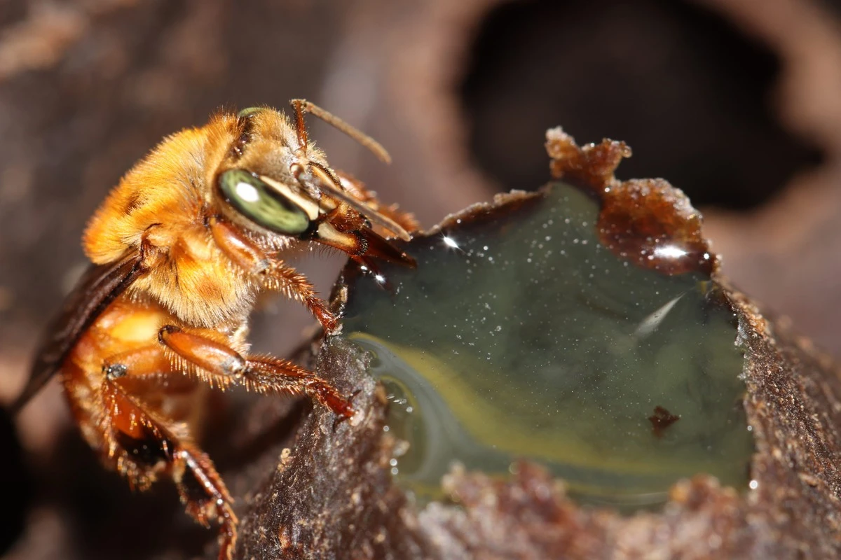 Las abejas amazónicas sin aguijón: los primeros insectos con derechos legales del planeta - image 1