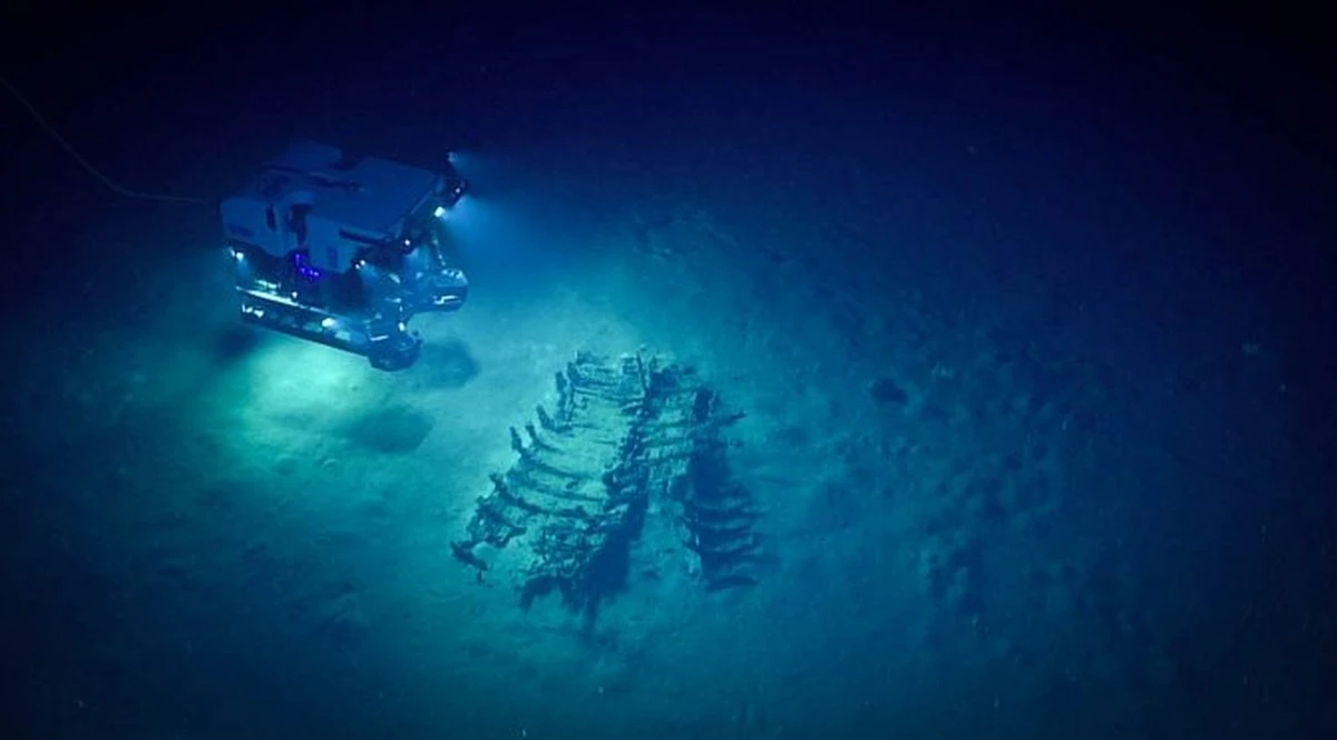 Las cicatrices en los cachalotes revelan la guerra silenciosa y milenaria contra calamares gigantes - image 1