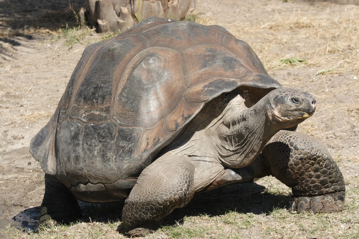 La tecnología de la NASA devuelve la vida a las tortugas gigantes de Galápagos - image 1