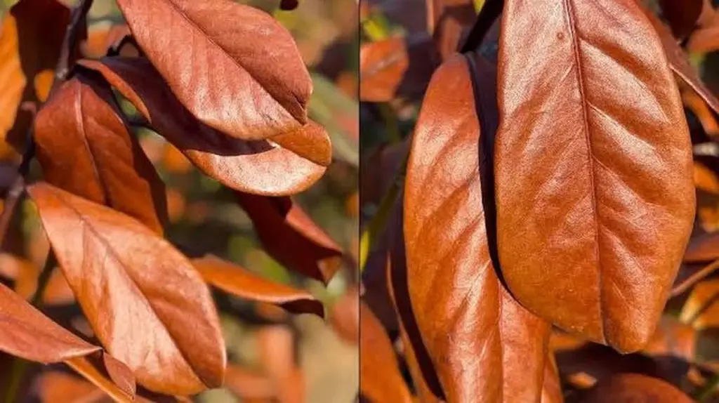 Laurel cerezo con hojas secas: el truco del nitrógeno para revivirlo hoy