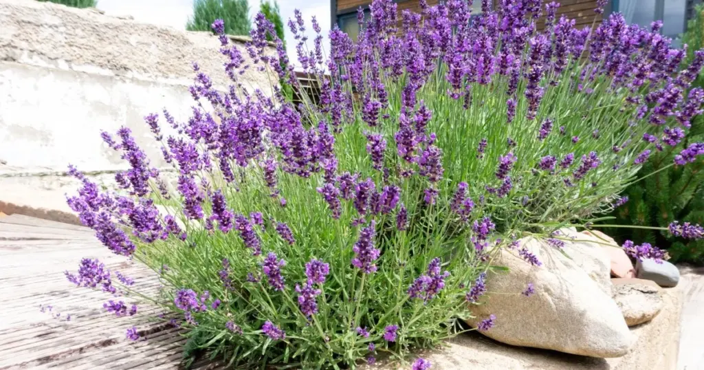 Lavanda explosiva esta Primavera: el truco de poda para evitar el arbusto seco