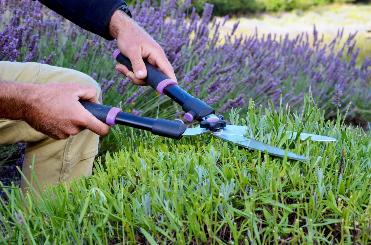 Lavanda (Lavandula angustifolia): la Poda de marzo para que dure 20 años - image 1