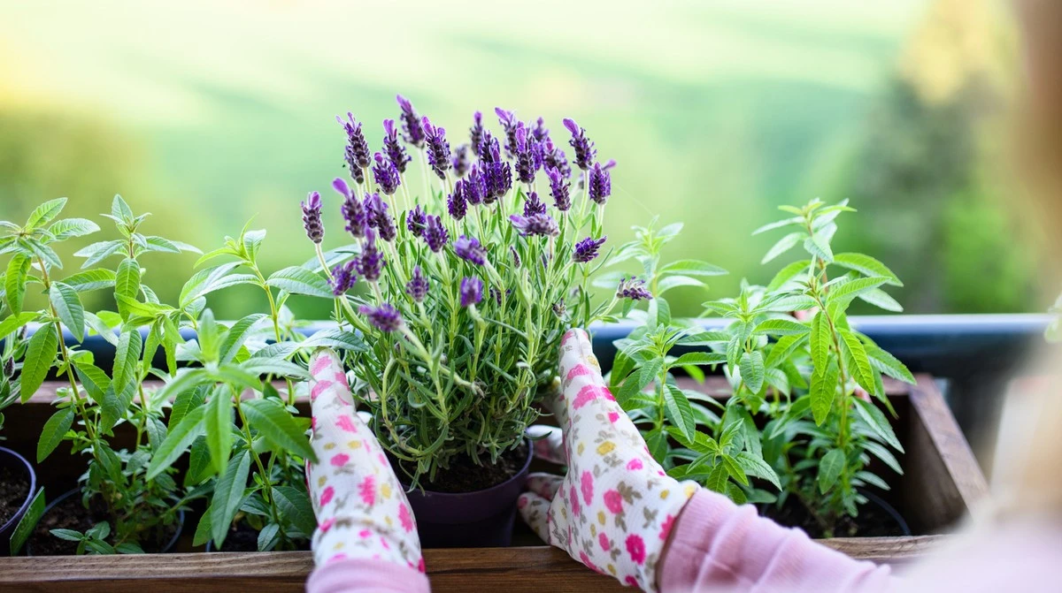 Lavanda sana con cáscaras de huevo: el método para alcalinizar el suelo - image 1