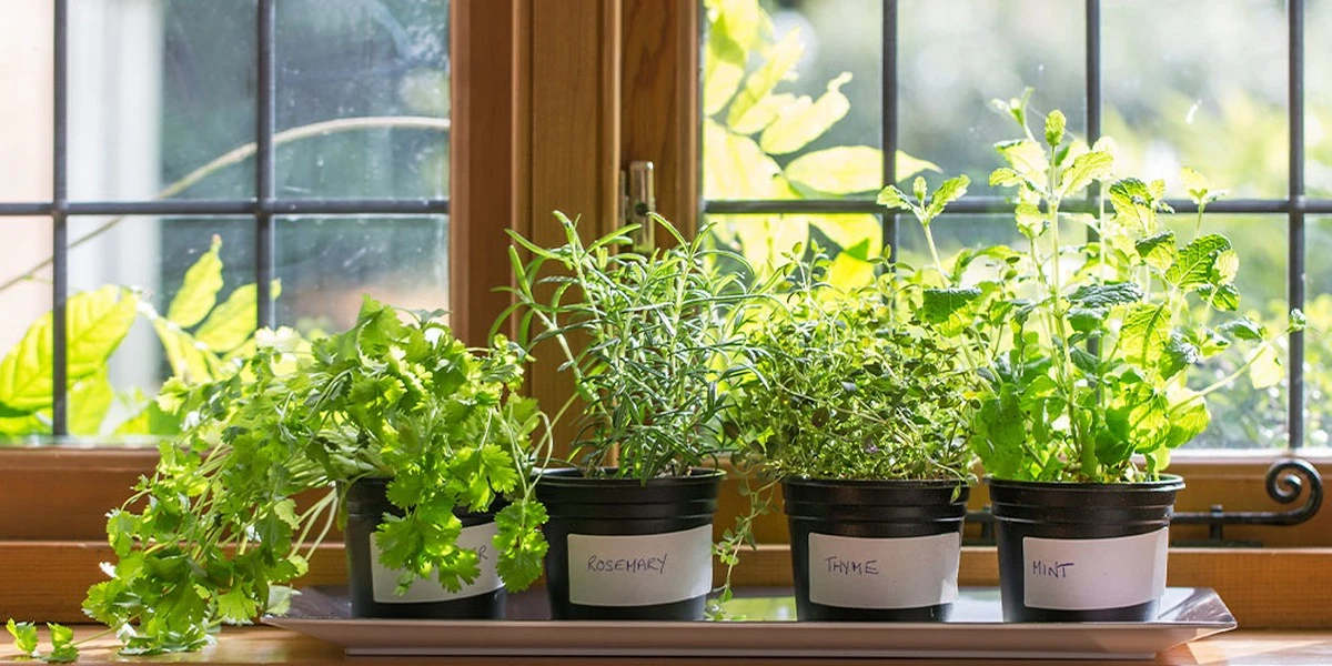 Lidl lanza un jardín interior de 5,99€ para cultivar plantas aromáticas en casa - image 1