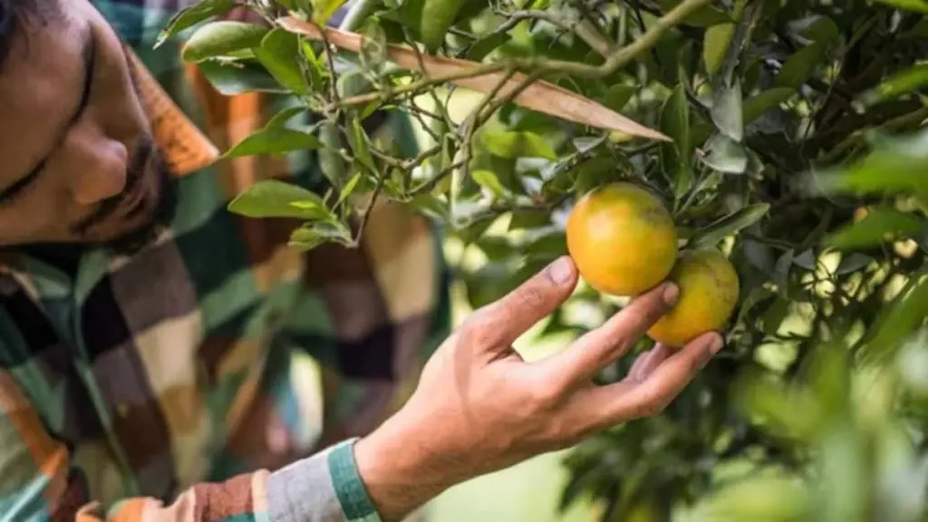 Limonero (Citrus limon) seco: el método del INTA para revivirlo paso a paso
