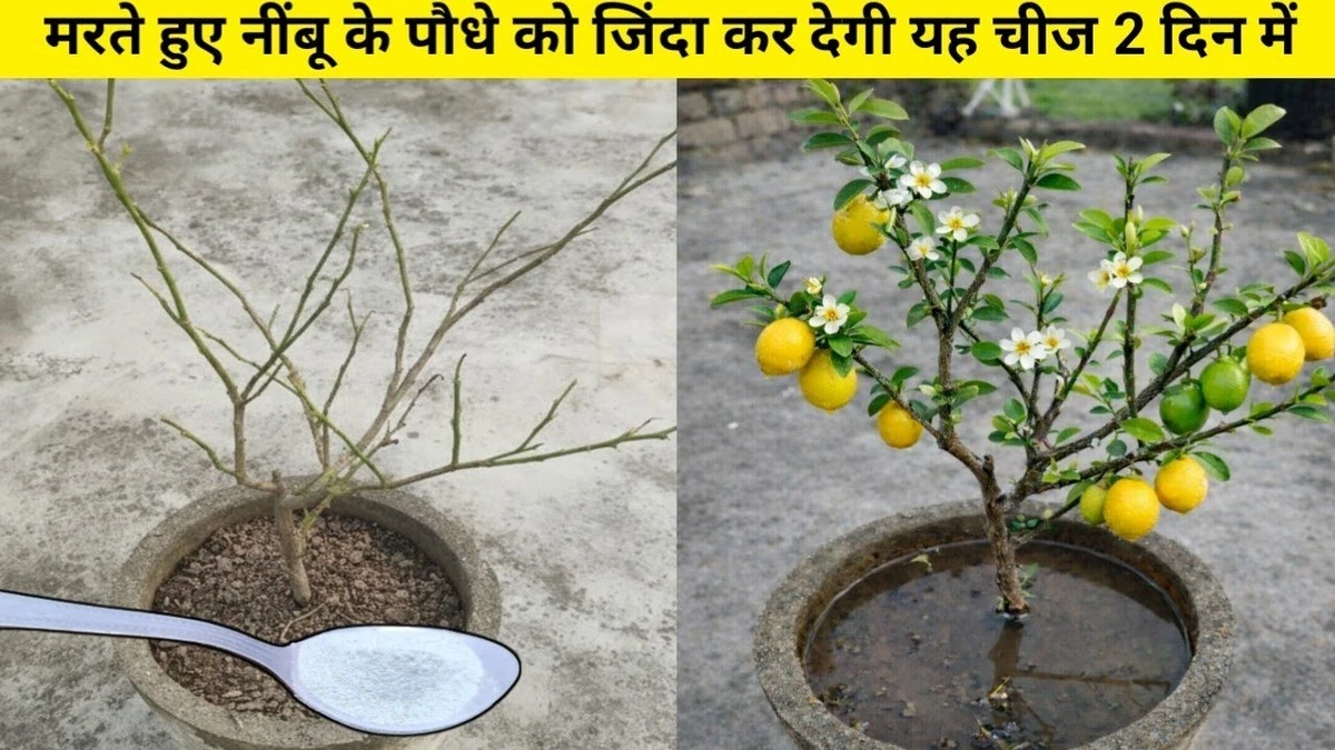Limonero (Citrus limon) seco: el método del INTA para revivirlo paso a paso - image 1