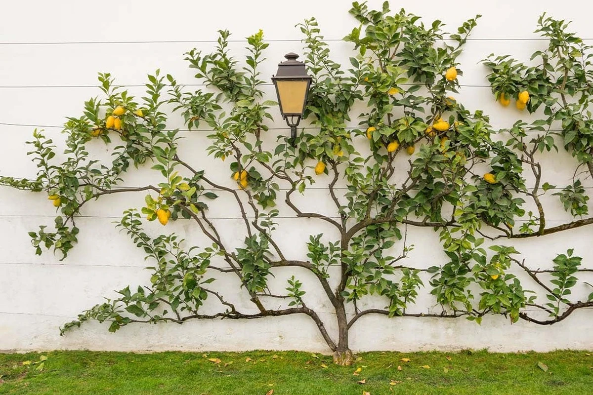 Limonero con hojas amarillas: entierra lentejas para fijar nitrógeno y auxinas - image 1