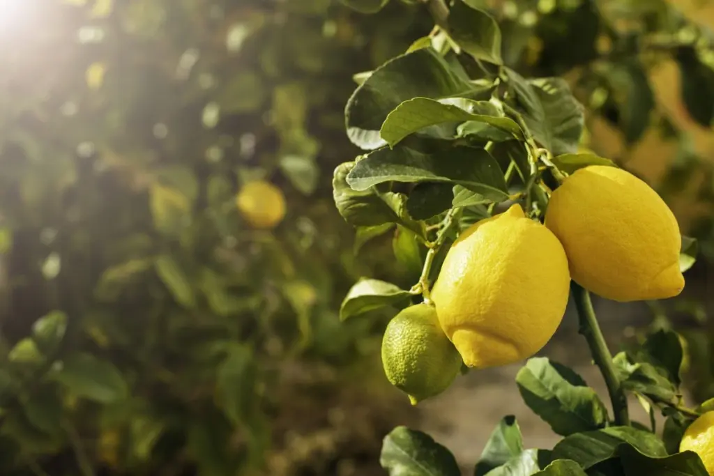 Limonero sano y sin plagas: por qué los expertos cuelgan un corcho