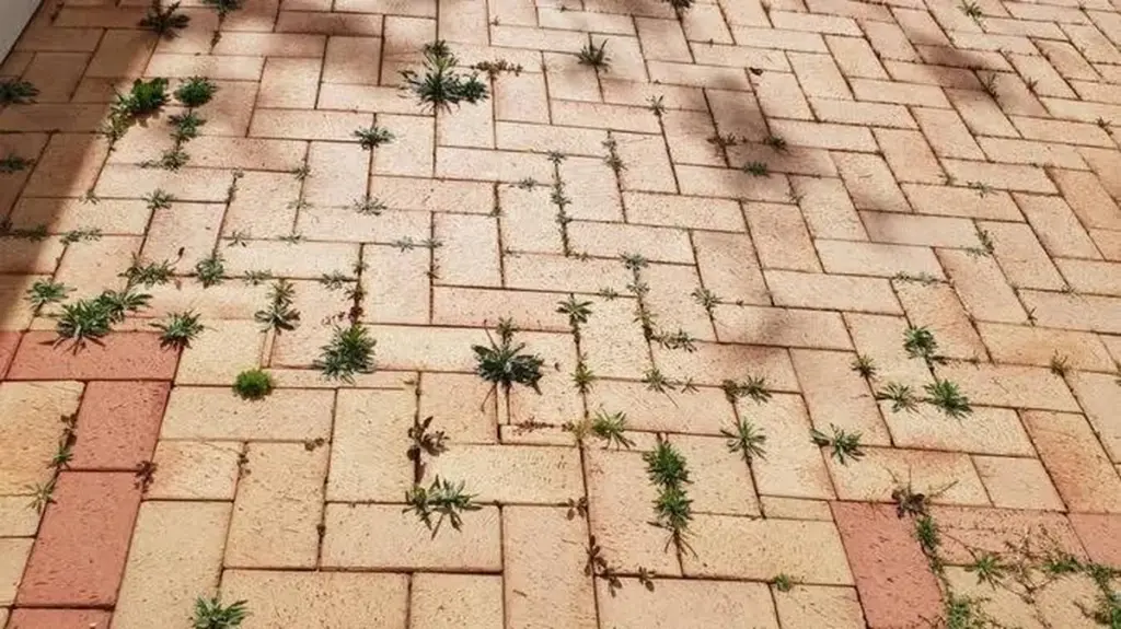 Malas hierbas en tus adoquines: el truco natural para eliminarlas en 1 día