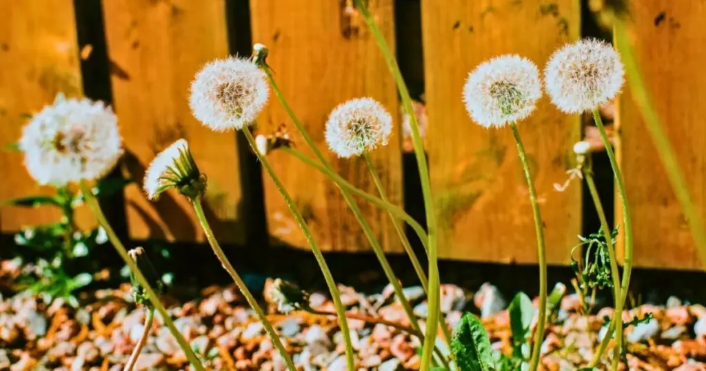 Maleza en el jardín: Alan Titchmarsh explica por qué no debes cavar