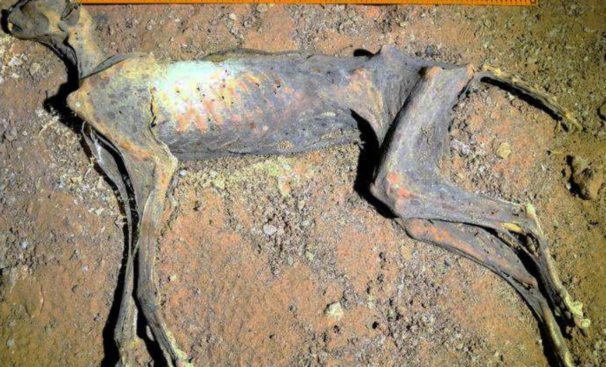 Mamíferos momificados en una cueva saudí: el hallazgo que desafía la ciencia - image 1