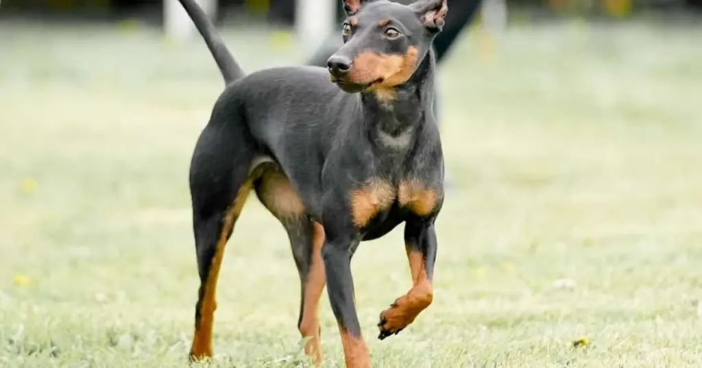 Manchester Terrier: el elegante cazador británico que roba corazones