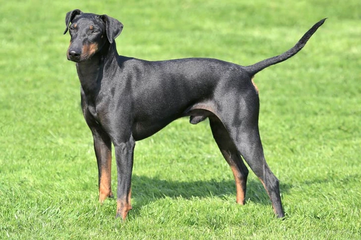 Manchester Terrier: el elegante cazador británico que roba corazones - image 1