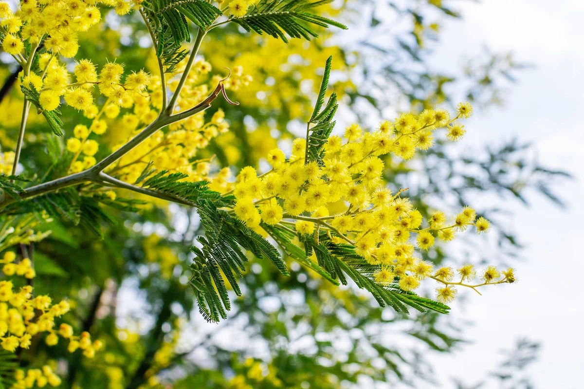 Miki Oka arrasa en Instagram: el truco para que su jardín soporte el calor - image 1