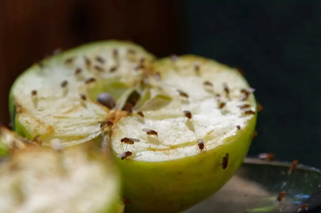 Moscas de la fruta y mosquitos de los hongos: el truco de 2 minutos