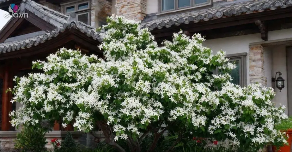 Murraya paniculata: el Jazmín naranja que limpia tu hogar y perfuma a millas