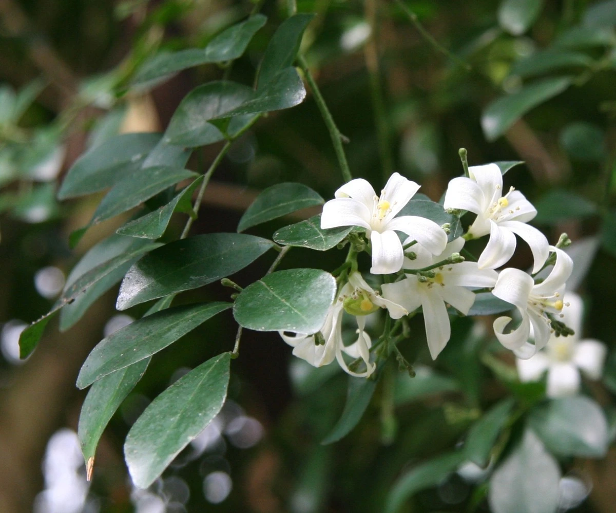Murraya paniculata: el Jazmín naranja que limpia tu hogar y perfuma a millas - image 1