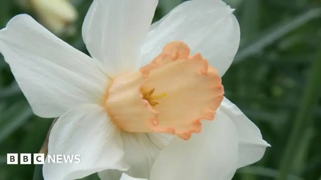 Narcissus 'Mrs R.O. Backhouse': guía de plantación según estándares de la RHS