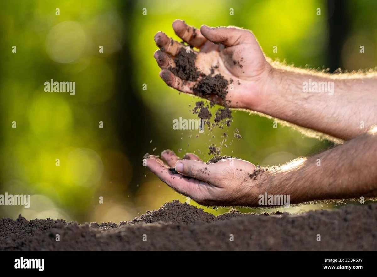 No tires las hojas secas: el truco de jardinero para un fertilizante orgánico infalible - image 1