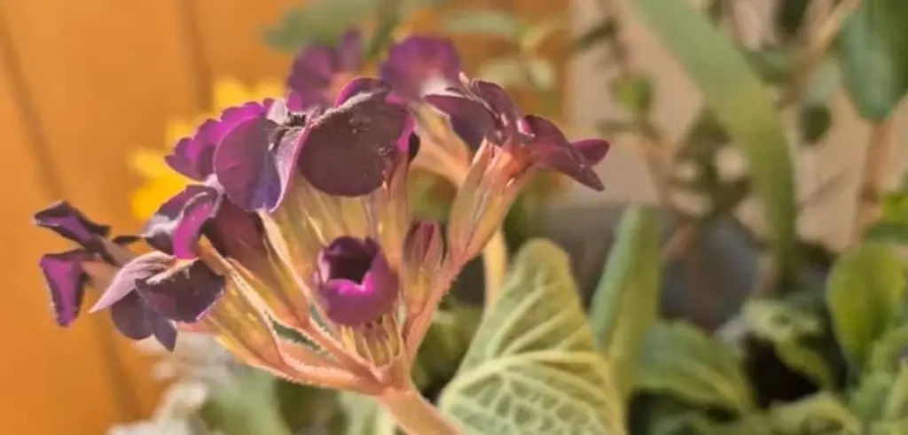 No tires tu Primula marchita: el truco para que esta Primulaceae florezca años