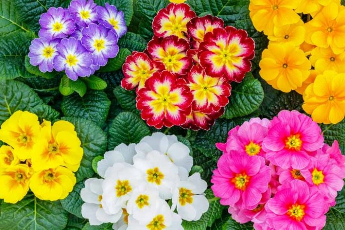 No tires tu Primula marchita: el truco para que esta Primulaceae florezca años - image 1