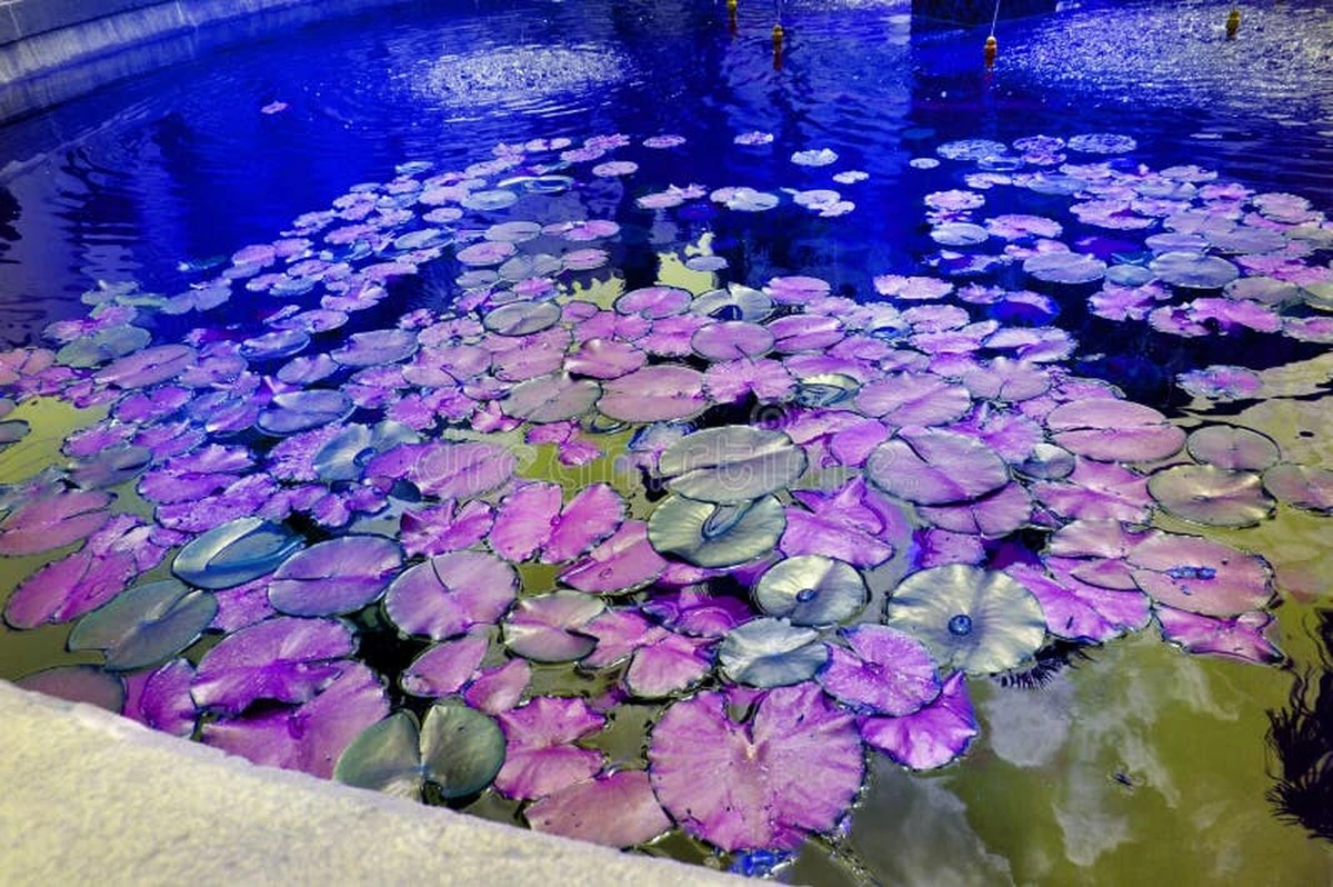 Nymphaea: el método de Shivkant Bajpayee para flores frescas cada mañana - image 1