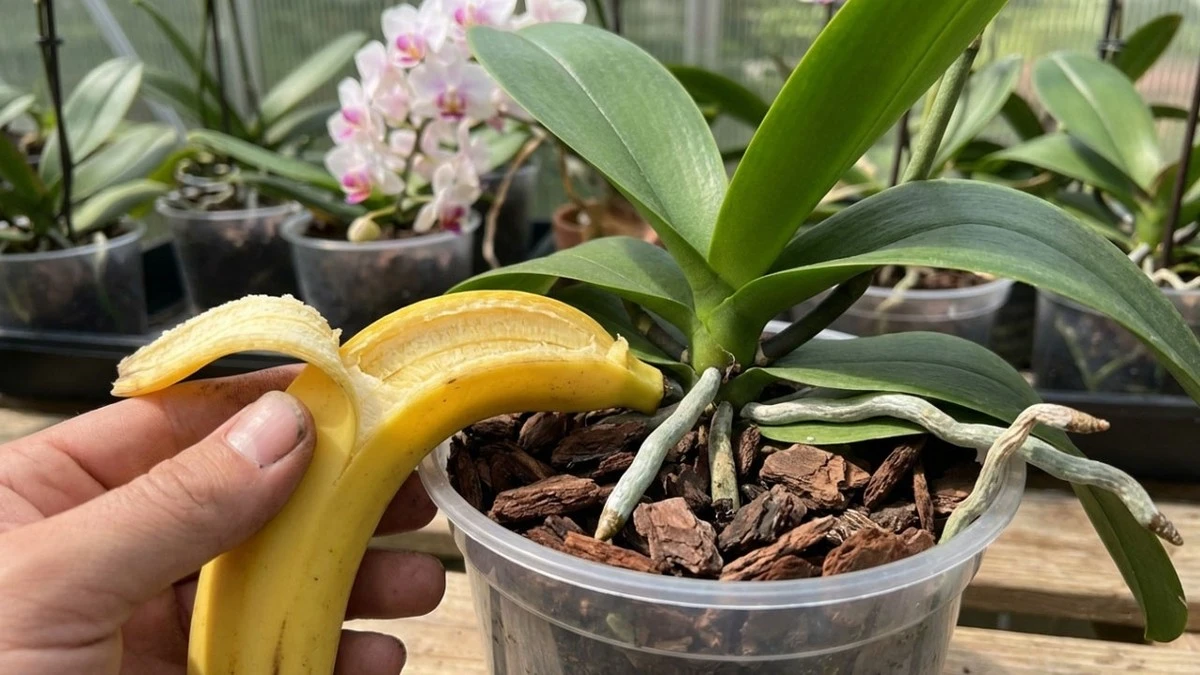 Orquídea sin flores: el método de la cáscara de plátano para revivirla - image 1