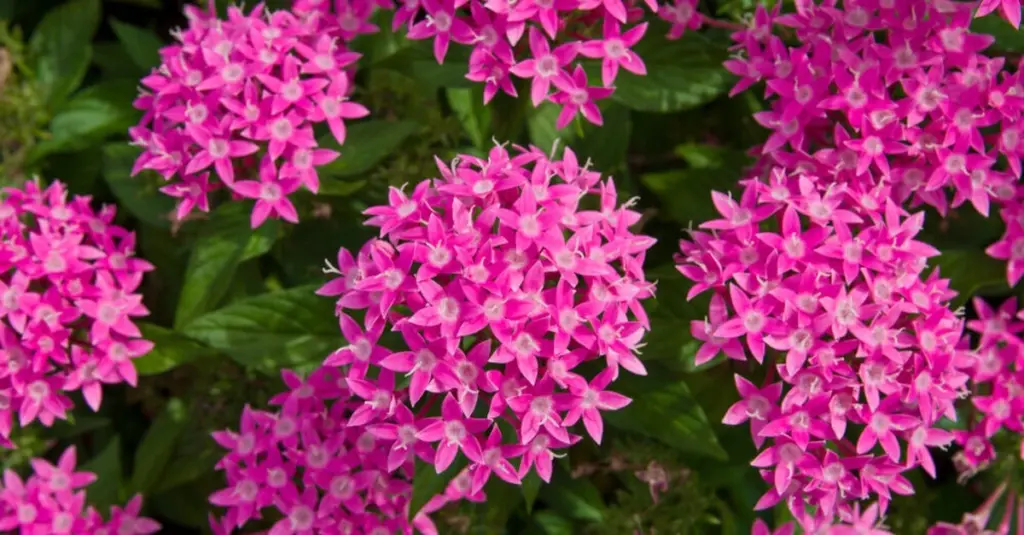 Pentas lanceolata (Estrella de Egipto): la joya de África Oriental que no se marchita