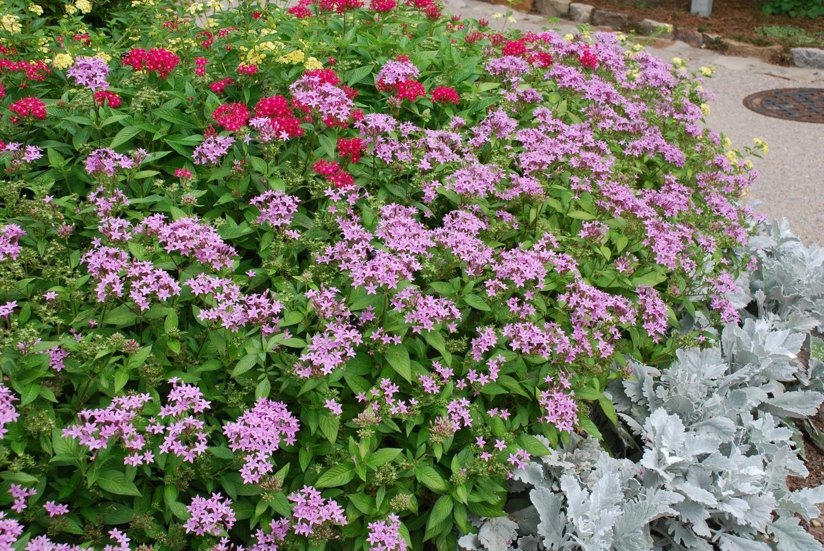 Pentas lanceolata (Estrella de Egipto): la joya de África Oriental que no se marchita - image 1