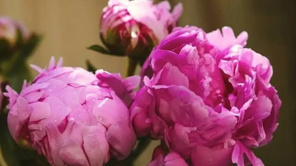 Peonías sin flores: el truco del Ácido cítrico para verlas explotar