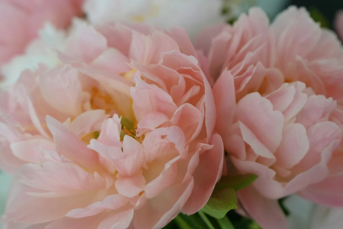 Peonías sin flores: el truco del Ácido cítrico para verlas explotar - image 1