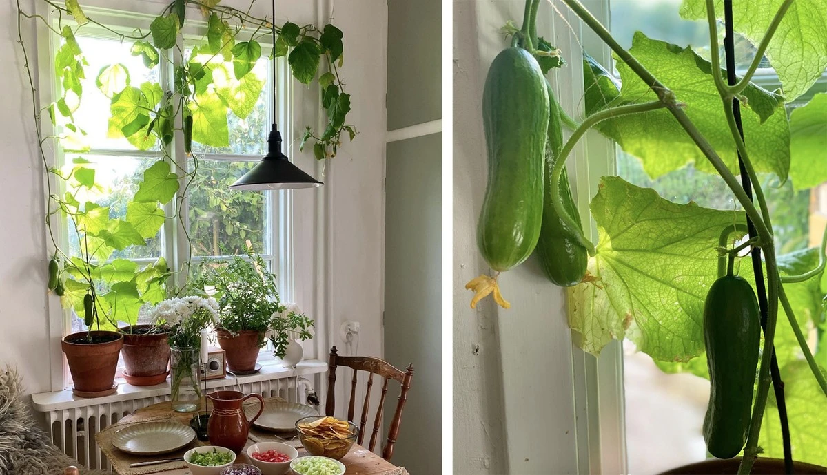 Pepino (Cucumis sativus): el truco de los 450 ml para tu cultivo en el alféizar de la ventana - image 1