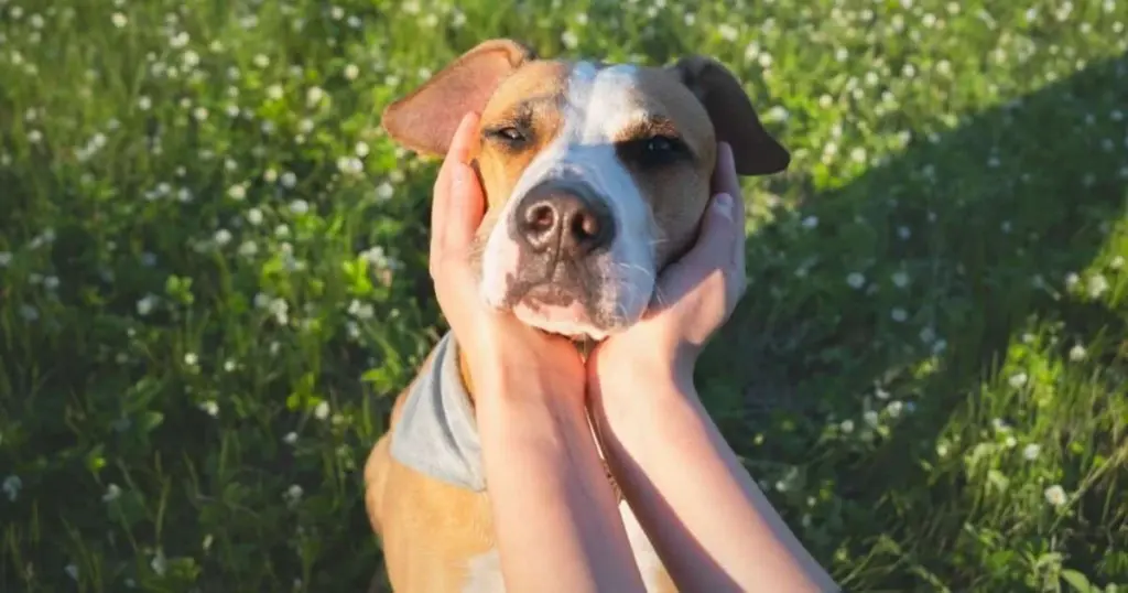 Perro reactivo: 6 estrategias para calmar a tu mejor amigo